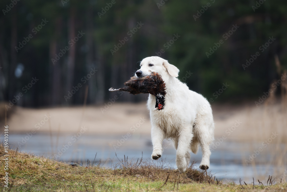 golden retriever dog on a hunt bringing a pheasant golden retriever dog on a hunt bringing a pheasant
