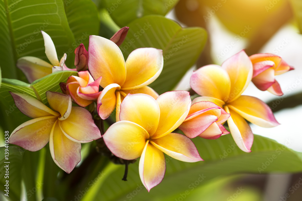 Fototapeta premium frangipani flower