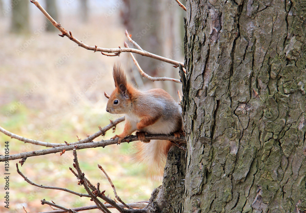 squirrel looking for nuts