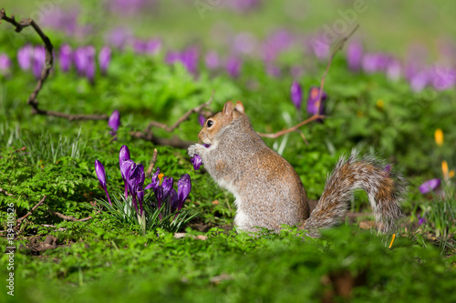 Squirrel eating flowers