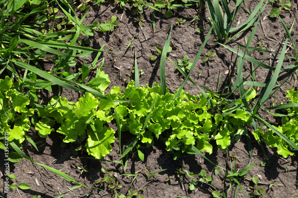 Green salad lettuce growing in garden Green salad lettuce growing in garden