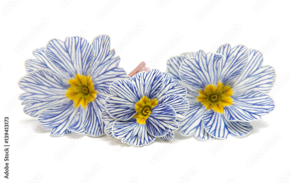 Obraz premium Primrose flower isolated