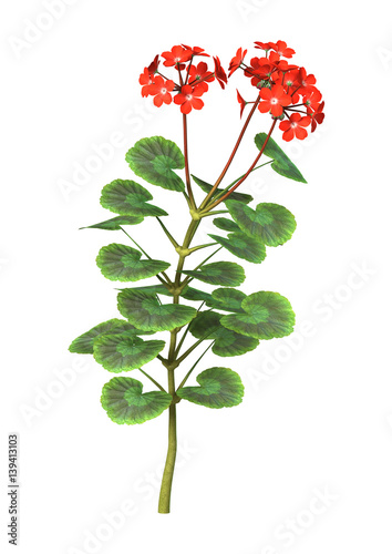 Fototapeta Naklejka Na Ścianę i Meble -  3D Rendering Red Geranium on White