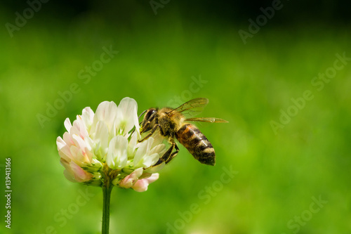 Closeup of bee at work on white clover flower collecting pollen