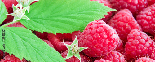 Himbeeren photo