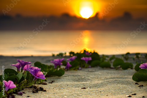 Ipomoea flowers and sunrise in the morning.