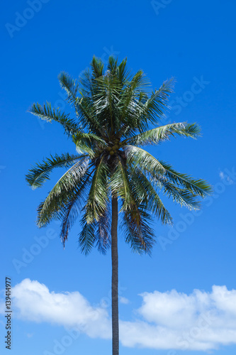 The coconut tree with blue sky.