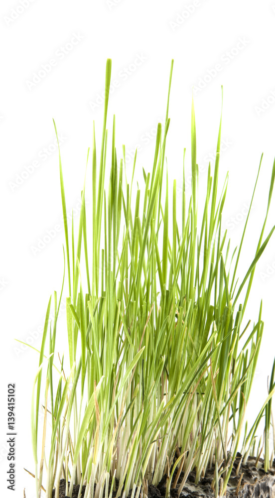 Obraz premium green grass isolated on white background