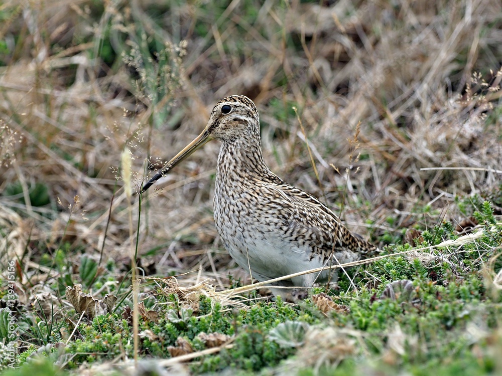 South American Snipe, Gallinago magellanica paraguaiae is endemic bird, Carcass, Falklands / Malvinas South American Snipe, Gallinago magellanica paraguaiae is endemic bird, Carcass, Falklands / Malvinas