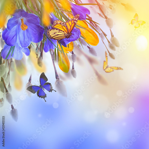 Blue and yellow crocus and snowdrops with willow. Butterflies on the background of spring flowers ..