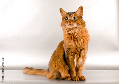 Somali cat portrait