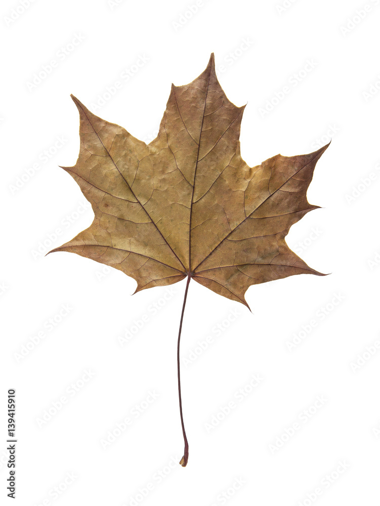 Maple leaf isolated on white background Maple leaf isolated on white background