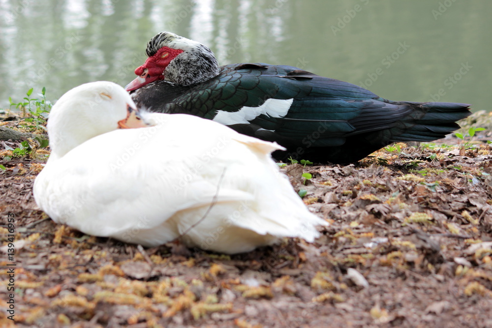 Fototapeta premium cigno