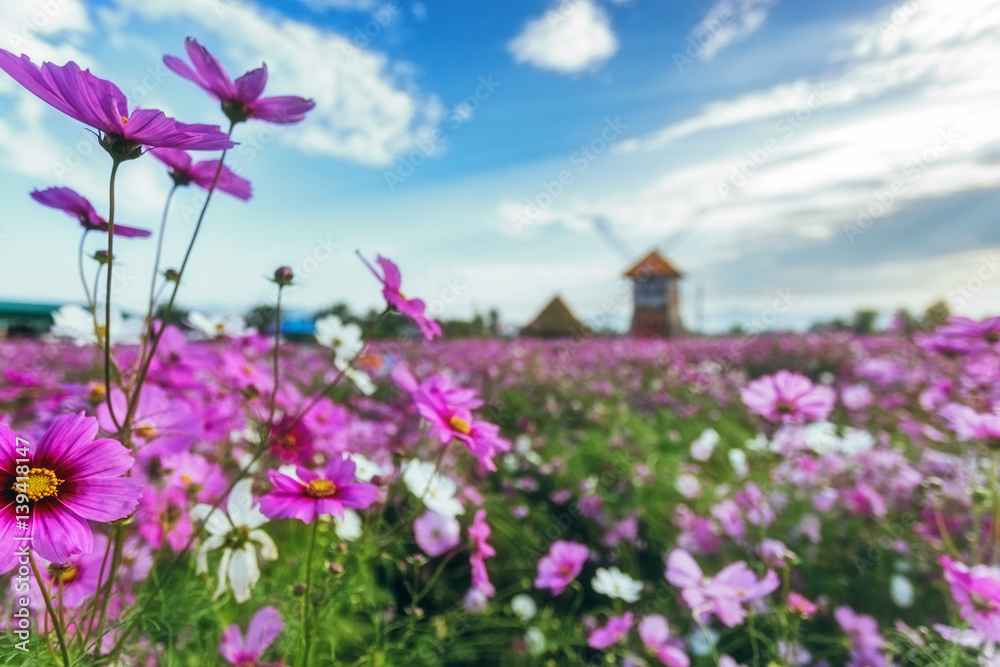 cosmos flower, fresh flora and nature background for happy screen and view.