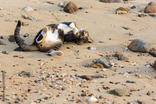 Foto A playfull pet cat playing on sandy beach.