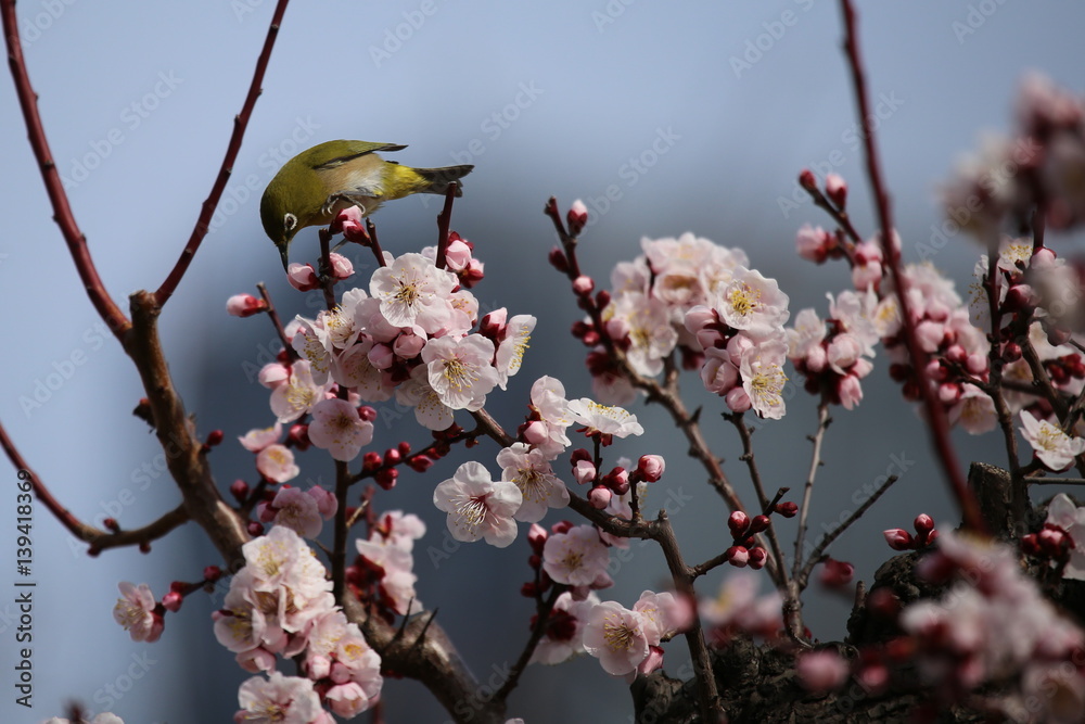 梅の花とメジロ