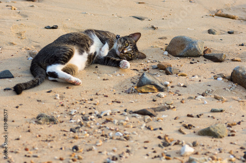 Foto A playfull pet cat playing on sandy beach.