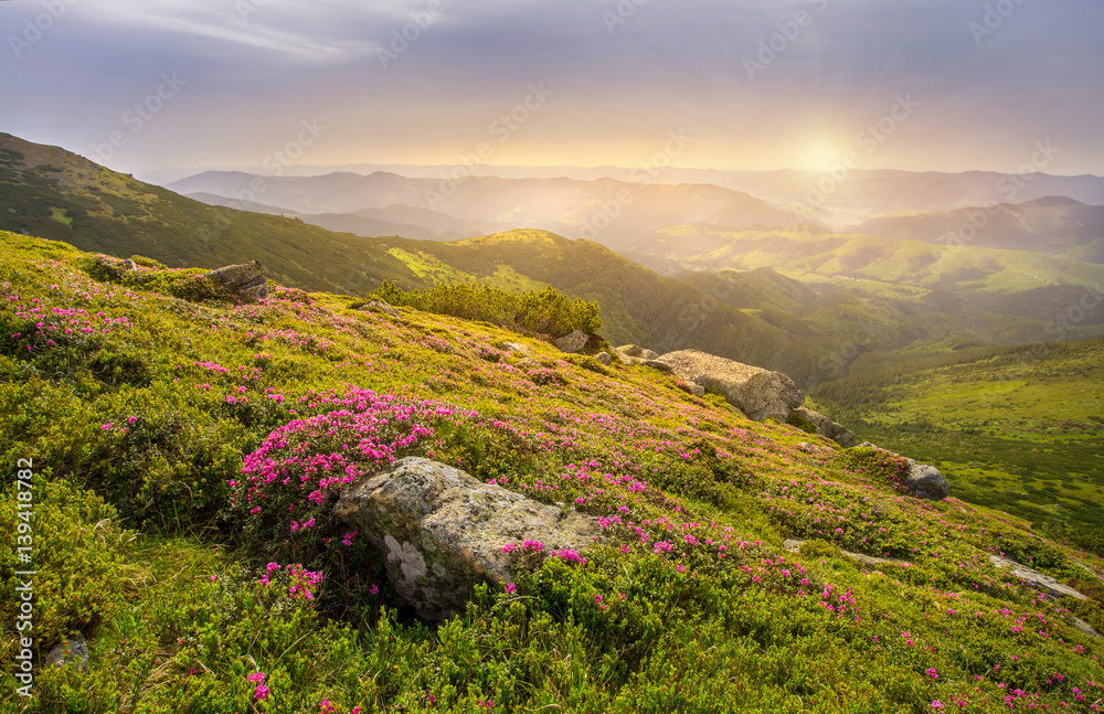 Spring landscape in mountains with Flower of a rhododendron