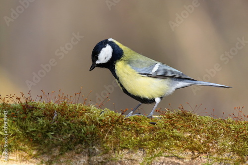 Parus major, Blue tit . Wildlife landscape, titmouse sitting on a branch moss-grown..  Europe, country Slovakia.