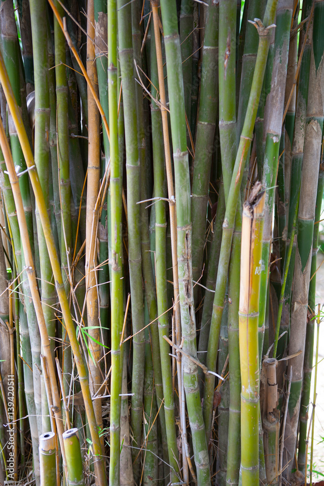 Obraz premium Yellow Bamboo forest natural background