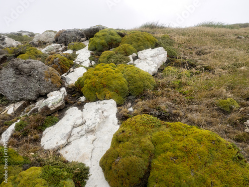 arge scoops Balsam Bog, Bolax gummifera is typical plant for the Falkland / Malvinas