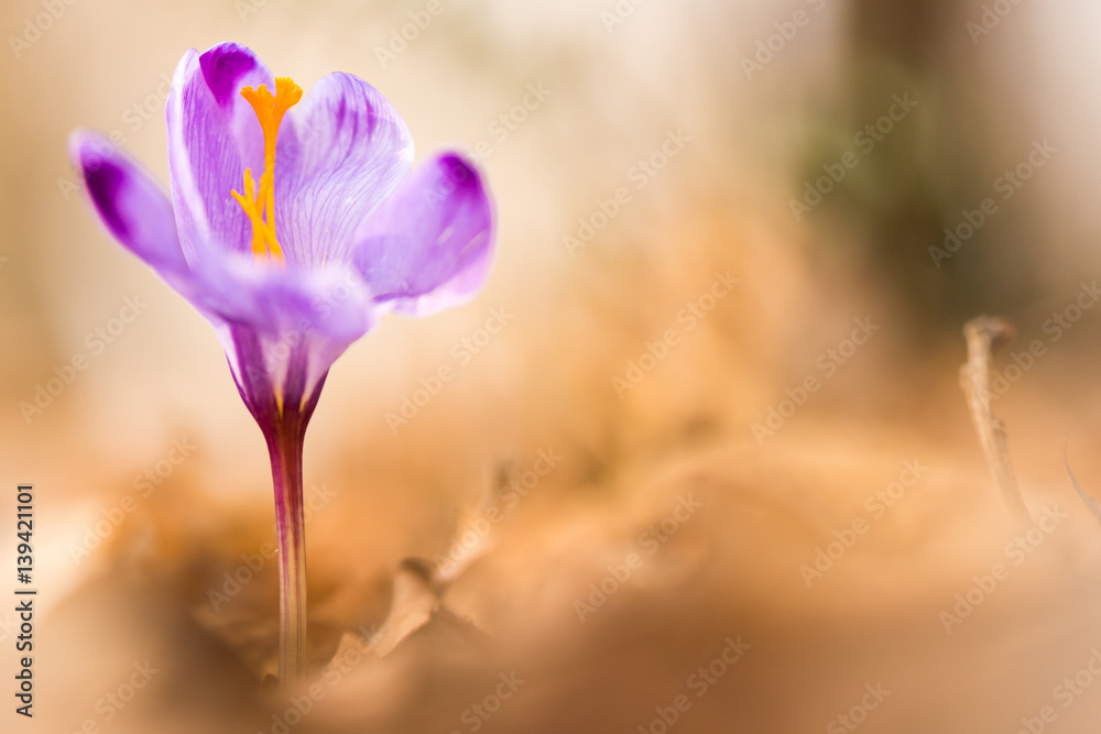 Fototapeta premium Crocus