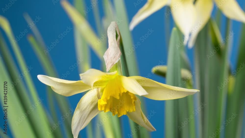 spring flower - blooming narcissus
