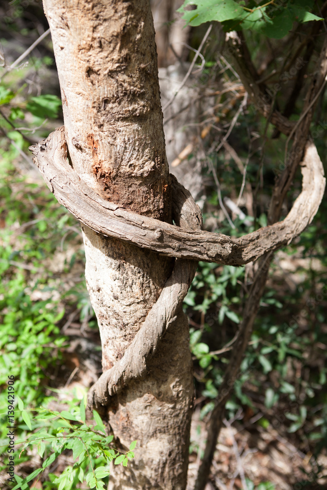Vine liana tie up around tree horizontal background Vine liana tie up around tree horizontal background