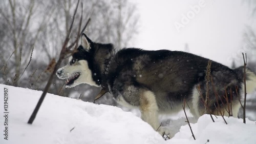 Dog siberian husky on winter background. slow motion photo