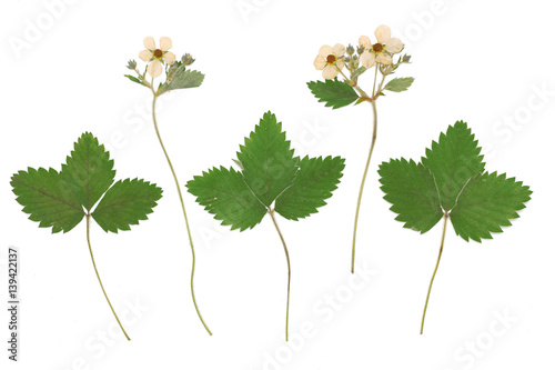 Fragaria vesca, wild strawberry, woodland strawberry. Herbarium from dried blossoming flower arranged in a row.