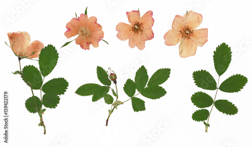 Rosa rugosa, rugosa rose, beach rose, Japanese rose, Ramanas rose. Herbarium from dried blossoming flower arranged in a row.