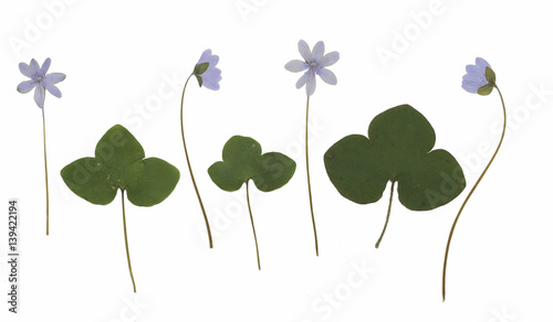 Anemone hepatica (hepatica, liverwort, kidneywort, pennywort). Herbarium from dried blossoming flower arranged in a row.