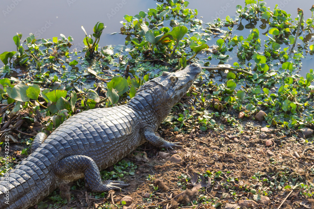 caiman which heats up in the morning sun. caiman which heats up in the morning sun.