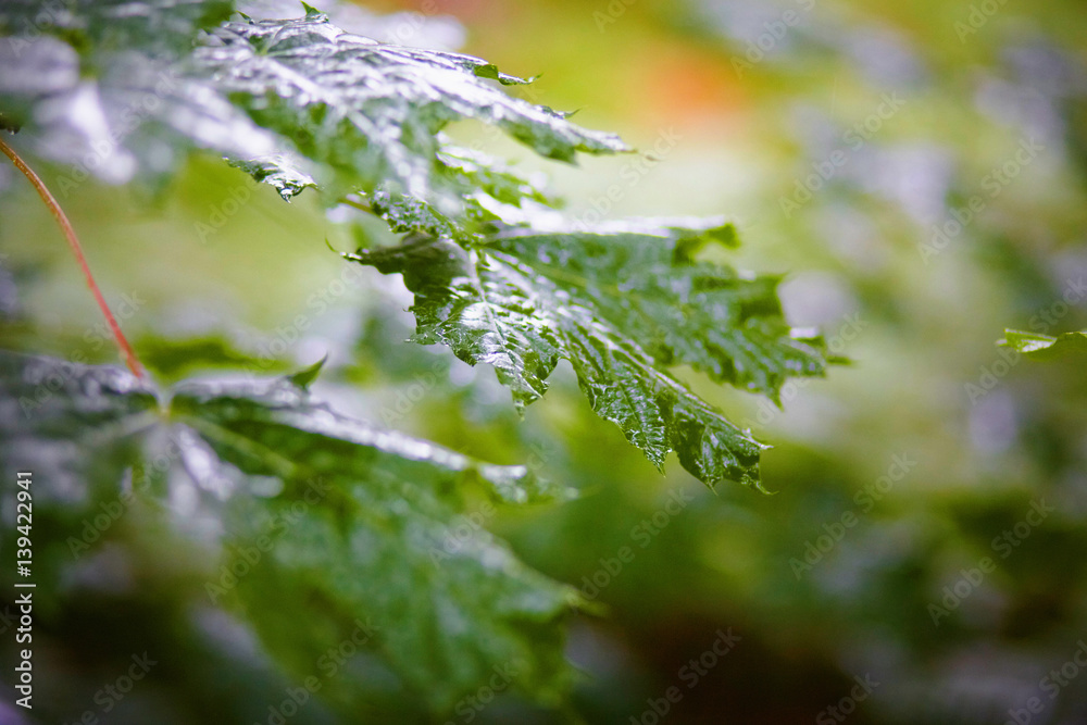Summer garden. Drops on the leaves of the tree. Rain Summer garden. Drops on the leaves of the tree. Rain