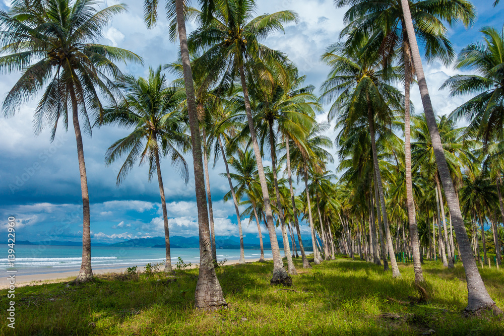 Coconut trees on unspoiled virgin Long Beach - San Vicente, Palawan