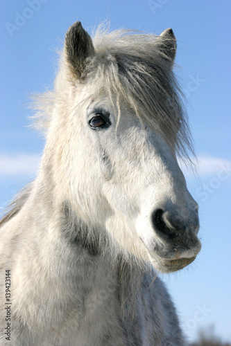 Head shot of a cute gray clored pony horse in winter coat