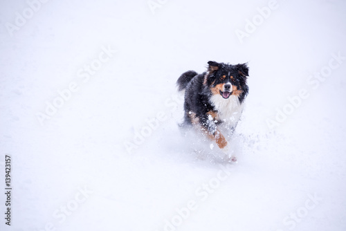 Portrait of dog on snow