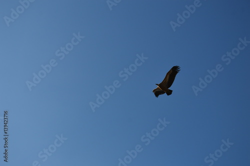 Vautour en Aveyron