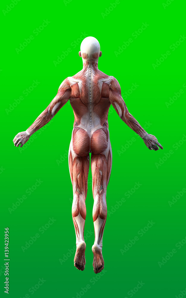 3D render of male figures pose with skin and muscle map on green background isolate, 3d 3D render of male figures pose with skin and muscle map on green background isolate, 3d illustration