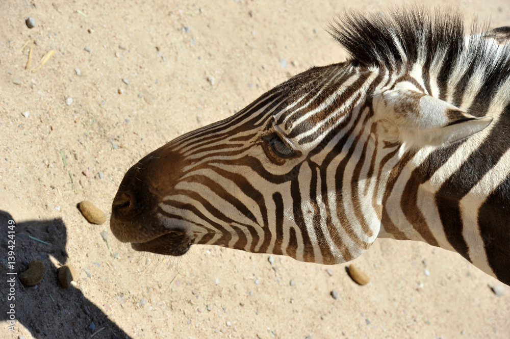 Obraz premium Close-up of head zebra in Out of Africa Wildlife Park