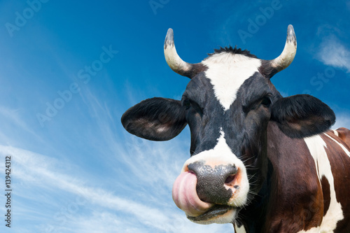Funny cow against blue sky background