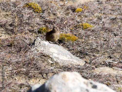 Tussock bird, Cinclodes a. antarcticus, is ubiquitous tiny bird, on the islands Falkland / Malvinas photo