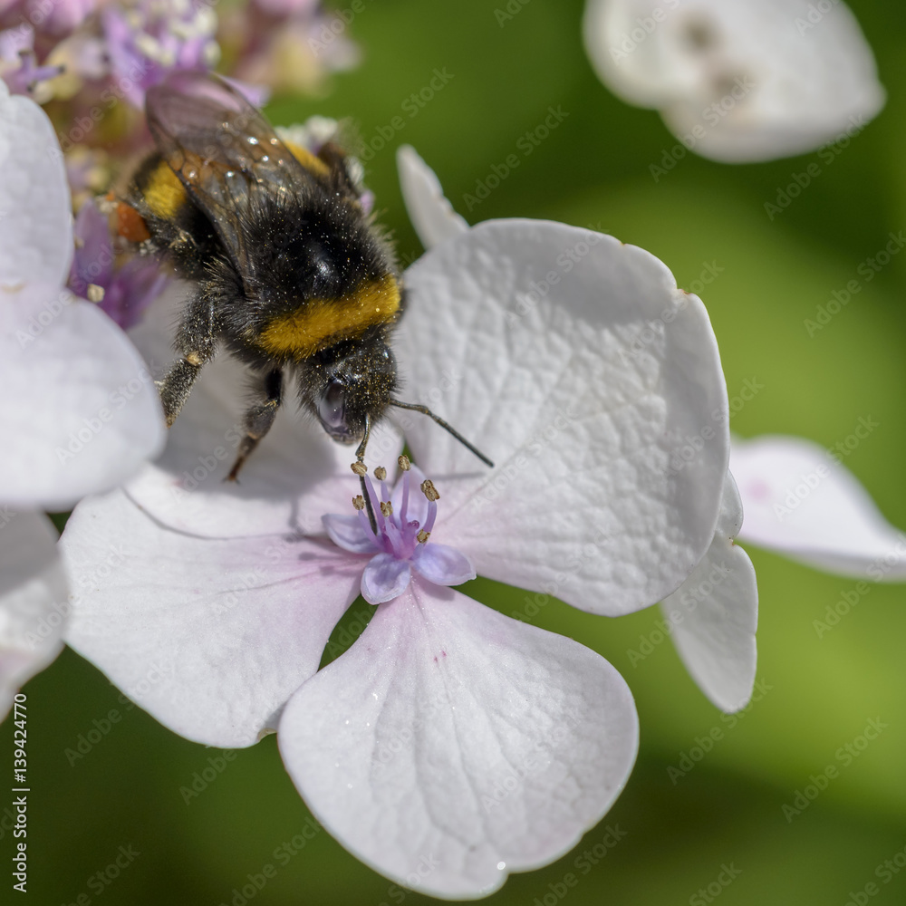 Fototapeta premium Hummel an Blüte