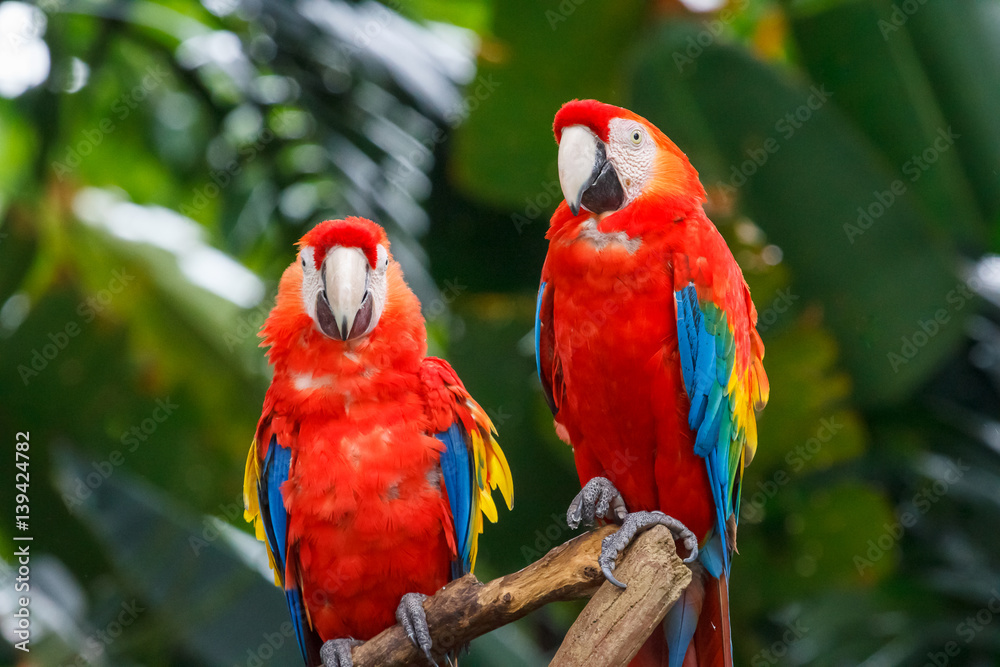 Pair of Scarlet Macaw