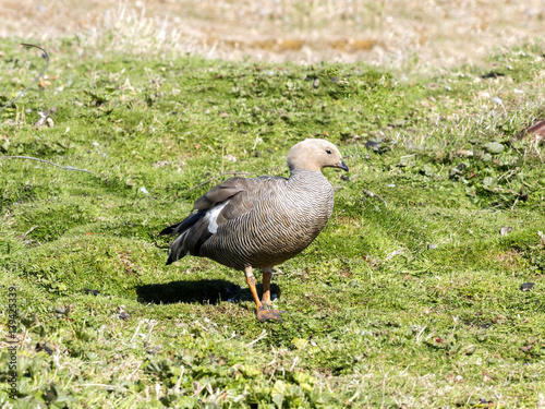 Ruddy-headed goose, Chloephaga rubidiceps is relatively rare, Carcass island, Falkland-Malvinas photo