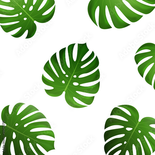 Tropical palm leaves. Vector exotic monstera leaves