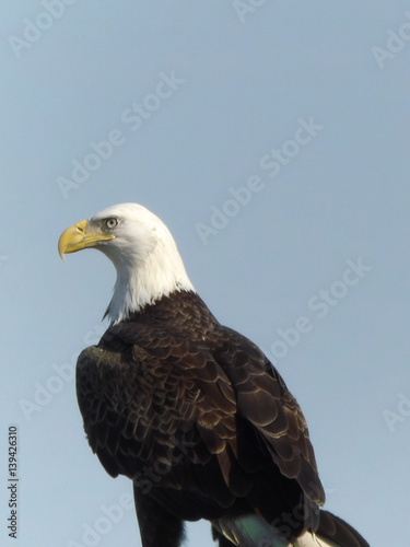 American Bald Eagle © David