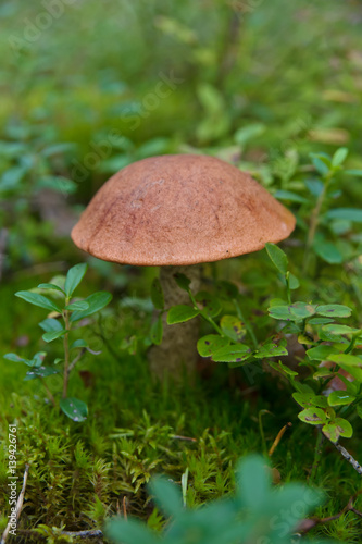 Orange-cap Mushroom photo