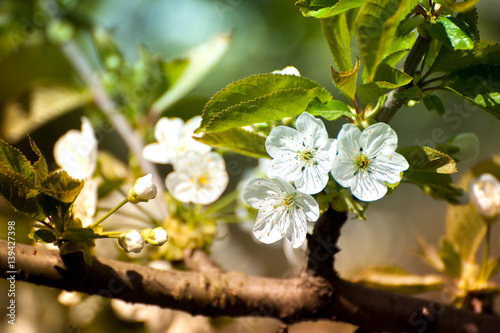 Spring time, animals, nature is awakening, birds are singing, flowers are starting to bloom. Fresh, aromatic air. Bees seeking nectar. Perfect time for outdoor activities, picnic, walks, gardening 