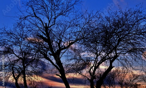 Silhouette of ominous looking trees with the Beauty of the Arizona sunset in the background.
